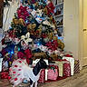 Bella Rose joined the competition — help win amazing prizes! dog, pet, christmas_tree, christmas, holiday, ornaments, presents, gift_boxes, festive, costume, dress, black_and_white, standing, indoors, living_room, wood_floor, decorations, ribbon, lights, portrait