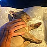 puppy, dog, sleeping, small_dog, pet, animal, cushion, blanket, hand, belly_rub, indoors, cozy, relaxed, resting, portrait, close_up, warm_lighting, blue_lighting, patterned_fabric, cute