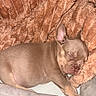 Kenzo Dior is registered to the contest to win money with this photo: puppy, dog, sleeping, sleepy, closed_eyes, brown_fur, short_fur, large_ears, pet, animal, cute, cozy, blanket, plush, indoors, resting, curled_up, portrait, warm_lighting, nap