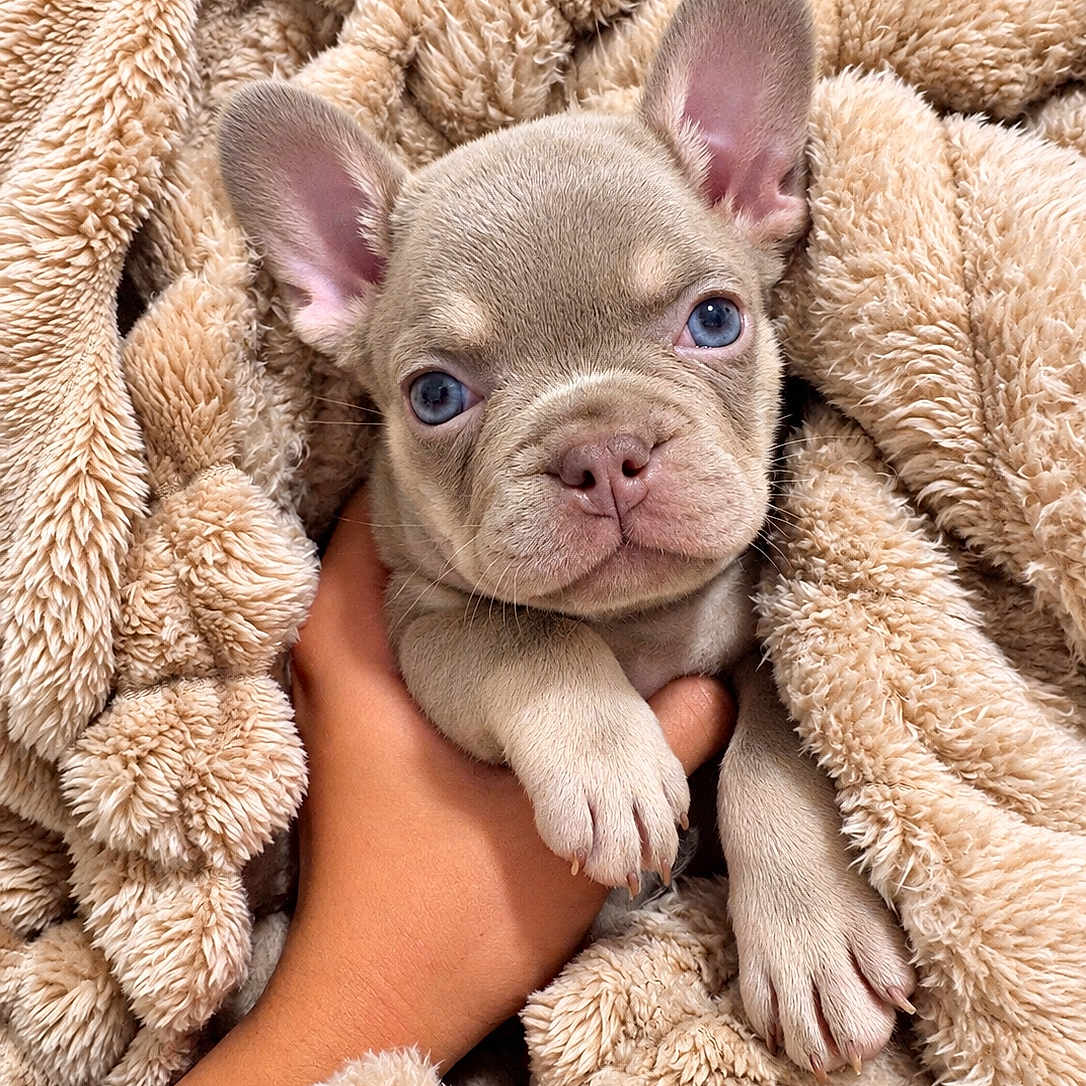 Kenzo Dior is registered to the contest to win money with this photo: puppy, dog, french_bulldog, pet, animal, portrait, close_up, blue_eyes, floppy_blanket, teddy_bear, fur, wrinkles, ears, paws, pink_nose, being_held, indoor, cozy, cute, photography