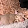 Kenzo Dior joined the competition — help win amazing prizes! puppy, dog, sleeping, closed_eyes, tongue, fawn_color, short_hair, pet, animal, couch, blanket, fleece, cozy, indoors, nap, relaxed, cute, portrait, flash_photography, home