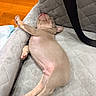 puppy, dog, sleeping, lying_down, belly_up, tongue, paws, floppy_ears, cute, pet, indoors, chair, quilted_surface, blanket, wooden_floor, relaxed, nap, pink_belly, portrait, animal