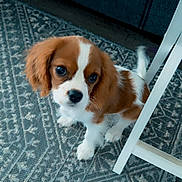 Coco Chanel joined the competition — help win amazing prizes! adorable, animal, brown_and_white, carpet, companion, curious, cute, dog, domestic, floor, fur, household, indoor, looking_up, patterned_rug, pet, puppy, small_dog, white_chair, young_dog