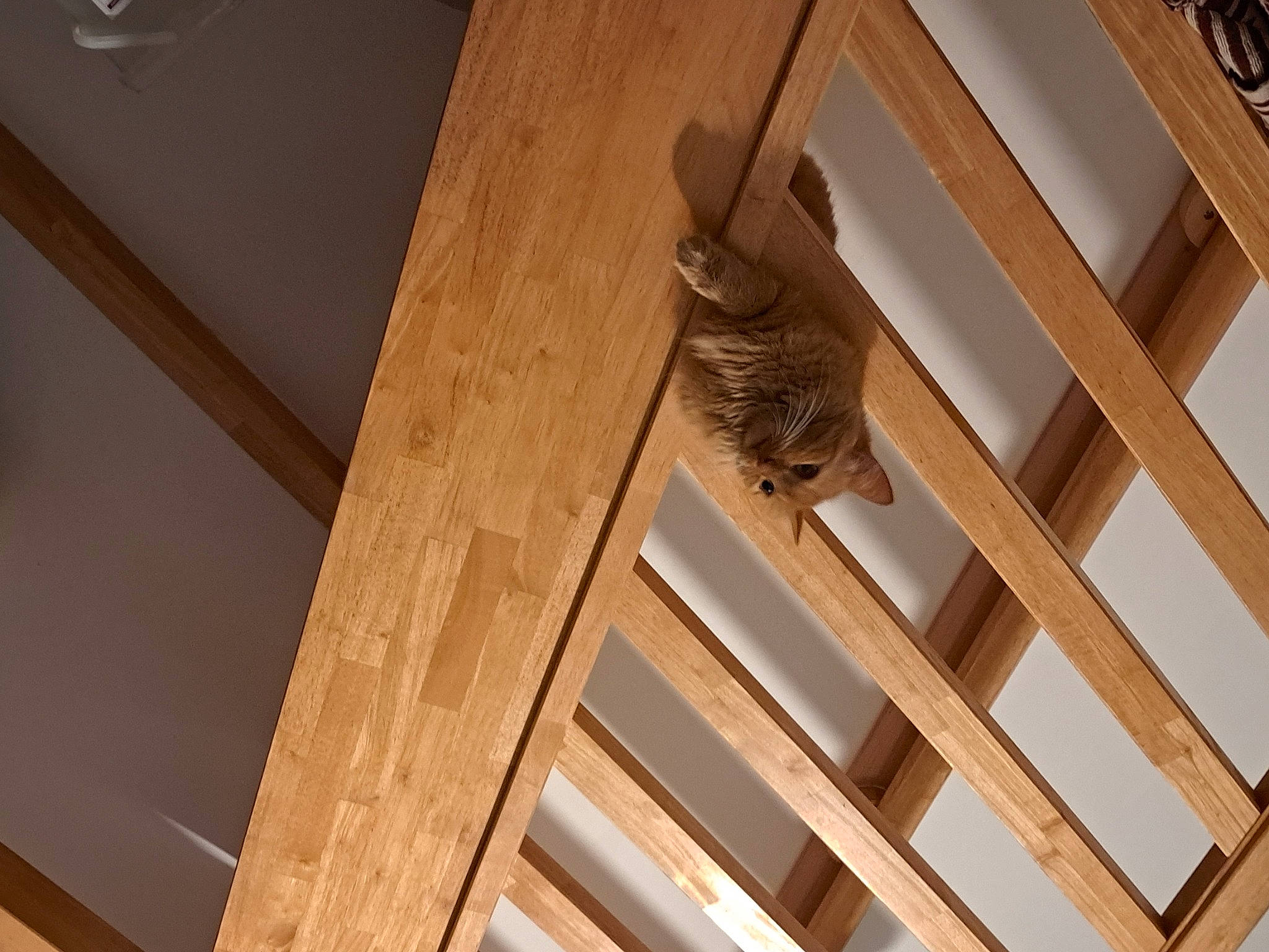 Kitty a rejoint le concours — aidez-le/la à gagner de superbes lots ! beam, building, ceiling, flooring, handrail, hardwood, house, lumber, metal, molding, pattern, plank, plywood, room, tree, twig, window, wood, wood_flooring, wood_stain