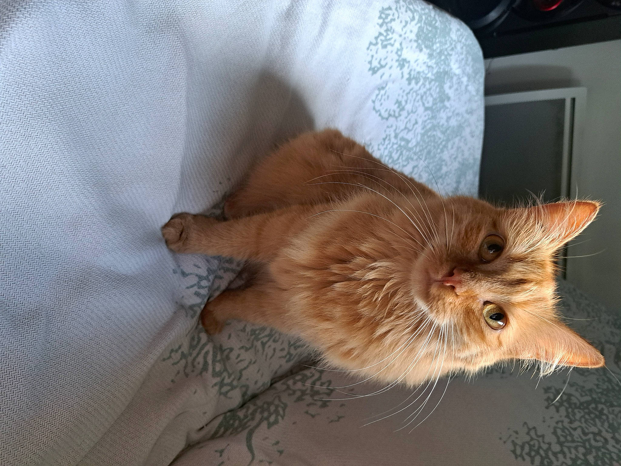 Kitty a rejoint le concours — aidez-le/la à gagner de superbes lots ! canidae, carnivore, cat, claw, comfort, dog_breed, domestic_short_haired_cat, fawn, felidae, fur, hardwood, liver, paw, room, small_to_medium_sized_cats, snout, tail, whiskers, wood