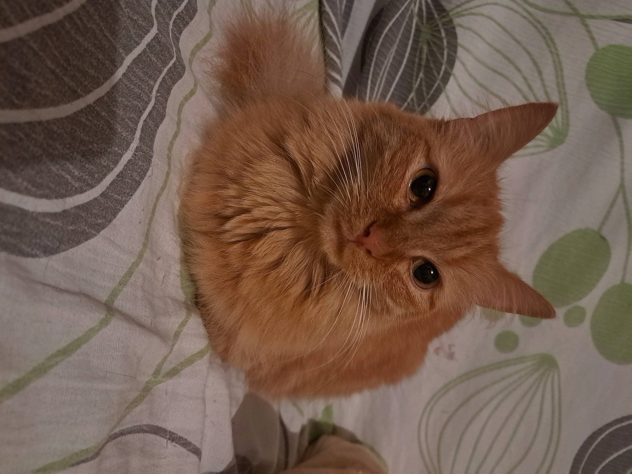 Kitty a rejoint le concours — aidez-le/la à gagner de superbes lots ! carnivore, cat, claw, domestic_short_haired_cat, ear, eye, fawn, felidae, fur, illustration, liver, paw, small_to_medium_sized_cats, snout, tail, terrestrial_animal, whiskers, wood