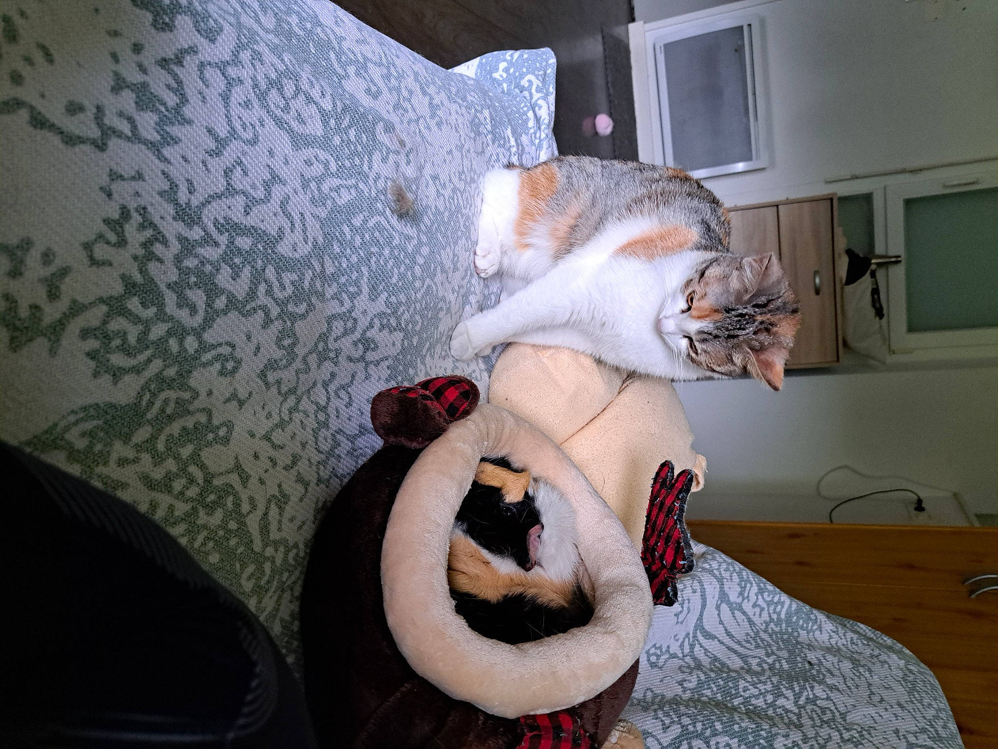 Louane a rejoint le concours — aidez-le/la à gagner de superbes lots ! canidae, carnivore, cat, comfort, companion_dog, couch, domestic_short_haired_cat, fawn, felidae, fur, grey, linens, musical_instrument, paw, picture_frame, room, small_to_medium_sized_cats, tail, tree, whiskers