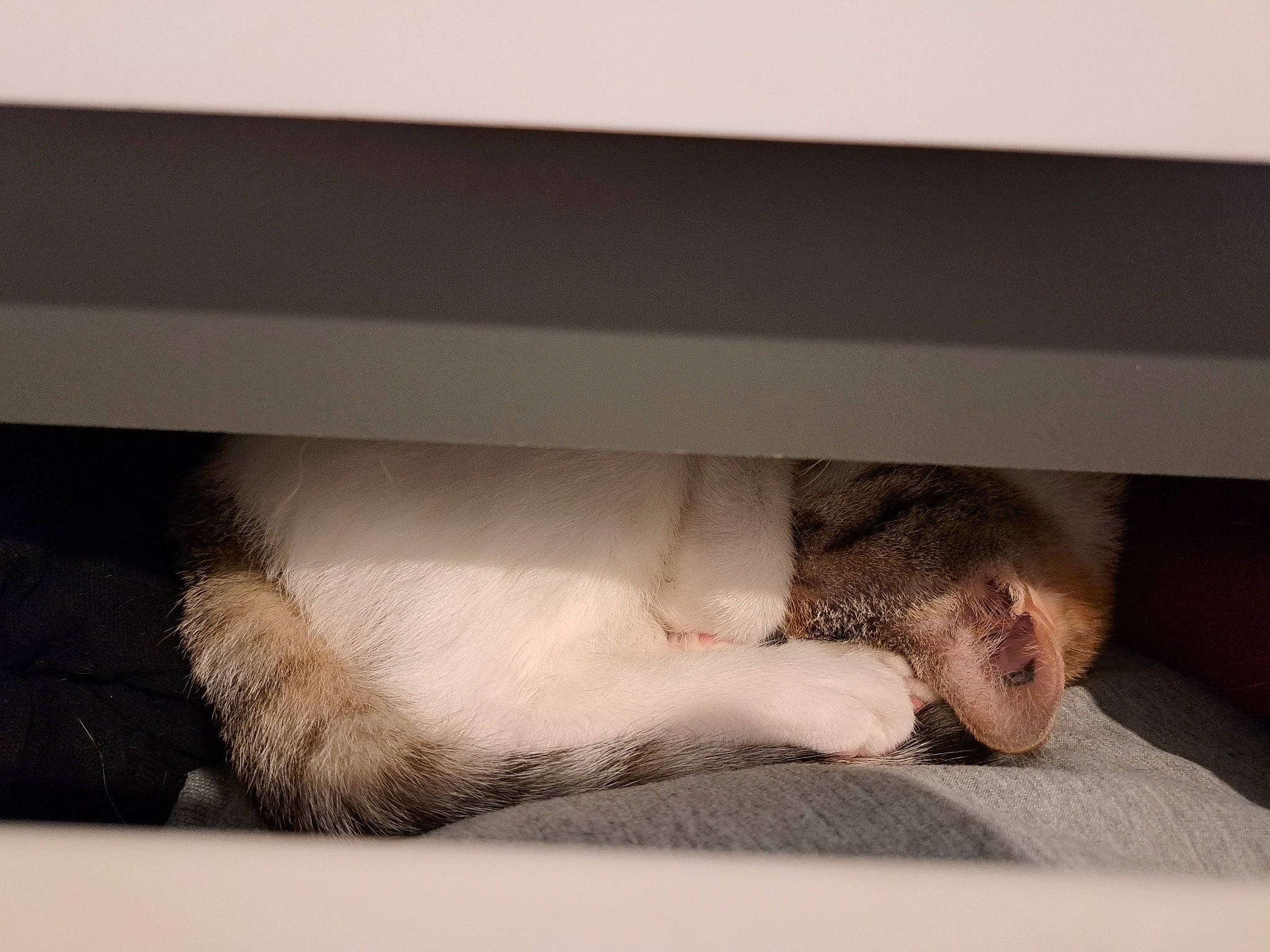 Louane participe au concours pour gagner de l'argent avec cette photo : barefoot, bed, bedding, comfort, felidae, flesh, flooring, foot, fur, hardwood, human_leg, knee, linens, mattress, paw, room, small_to_medium_sized_cats, toe, whiskers, wood