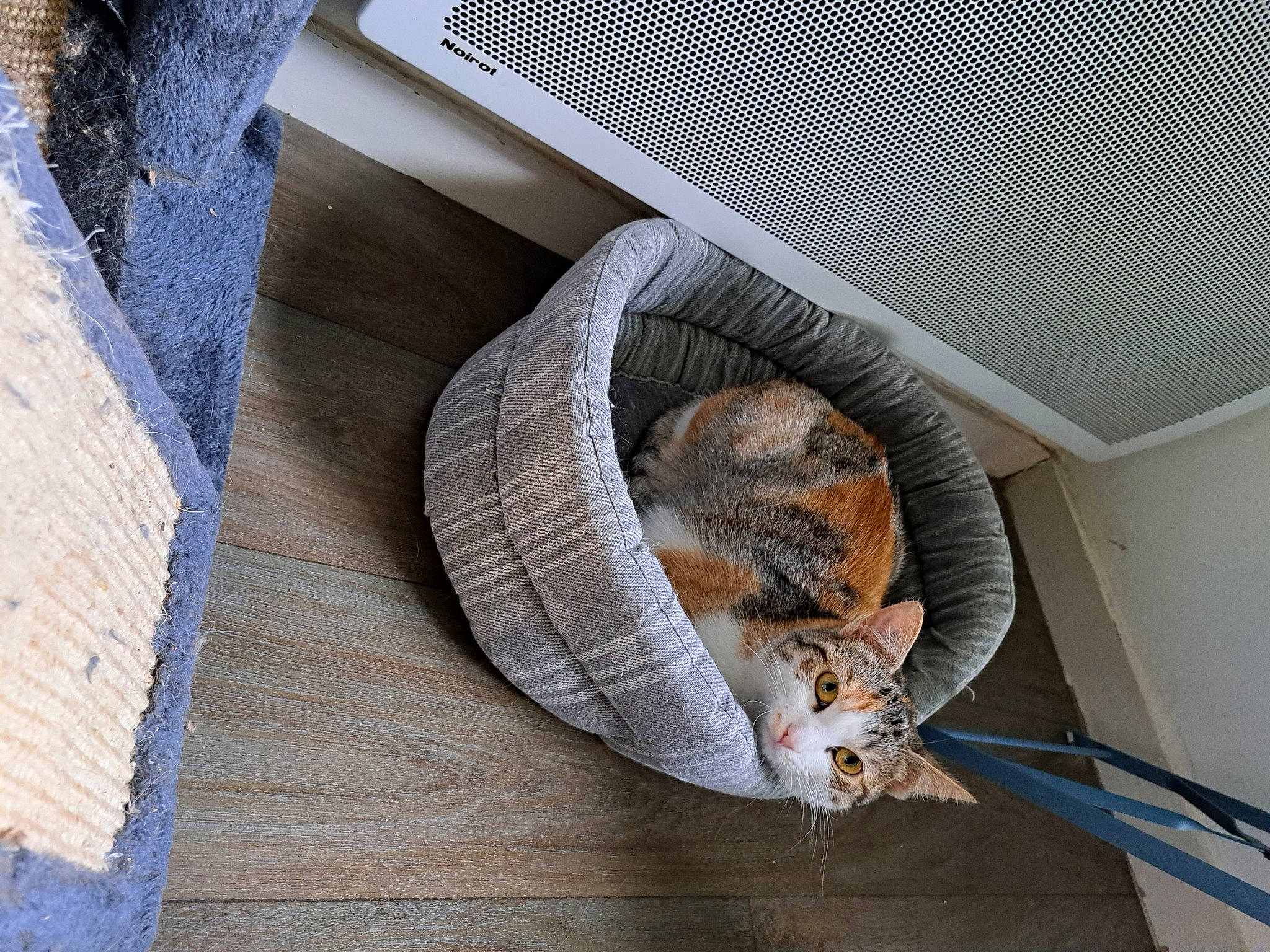 Louane a rejoint le concours — aidez-le/la à gagner de superbes lots ! animal_shelter, carnivore, comfort, domestic_rabbit, domestic_short_haired_cat, fawn, felidae, flooring, fur, grey, hardwood, mechanical_fan, rabbit, rabbits_and_hares, small_to_medium_sized_cats, snout, tail, whiskers, wildlife, wood