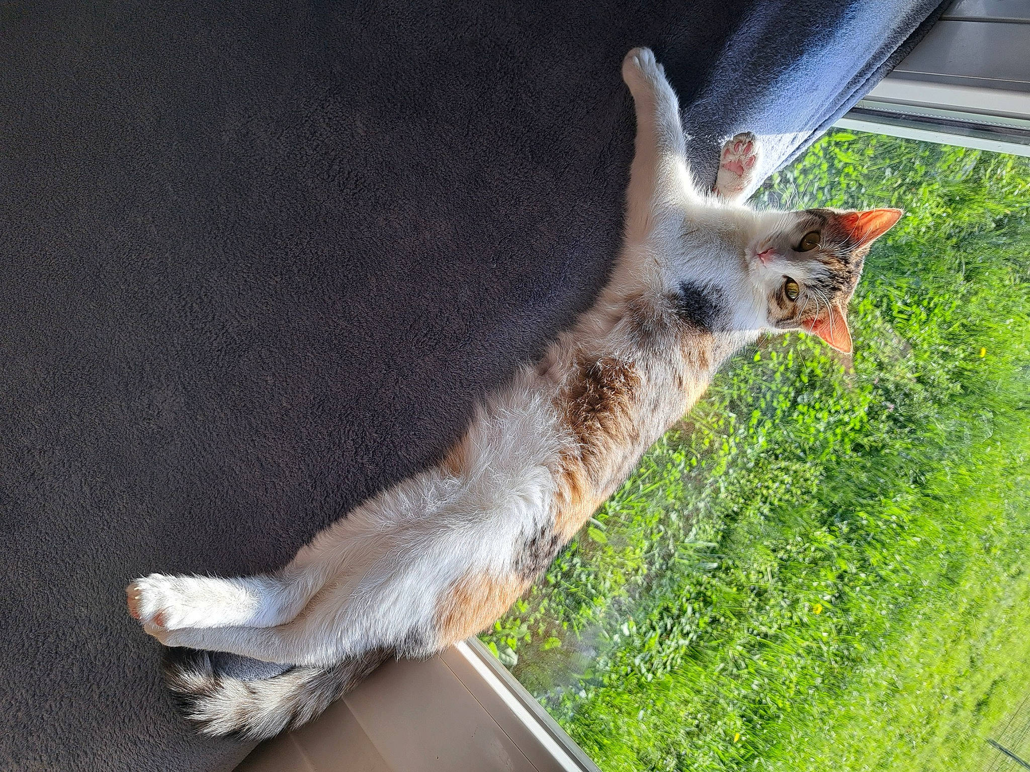 Louane a rejoint le concours — aidez-le/la à gagner de superbes lots ! canidae, carnivore, cat, claw, domestic_short_haired_cat, fawn, felidae, fur, grass, groundcover, herb, paw, plant, small_to_medium_sized_cats, snout, tail, terrestrial_animal, whiskers, wildlife