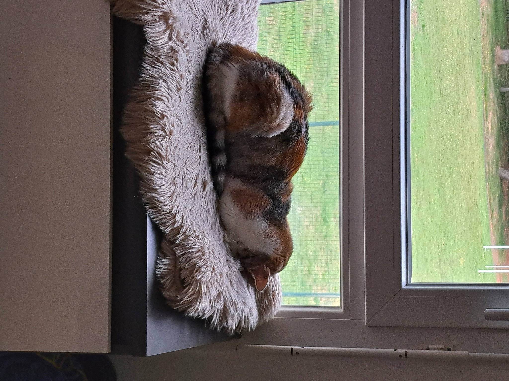 Louane a rejoint le concours — aidez-le/la à gagner de superbes lots ! fawn, felidae, fur, glass, house, houseplant, metal, natural_material, plant, sash_window, snout, squirrel, tail, terrestrial_animal, tree, trunk, twig, wildlife, window, wood