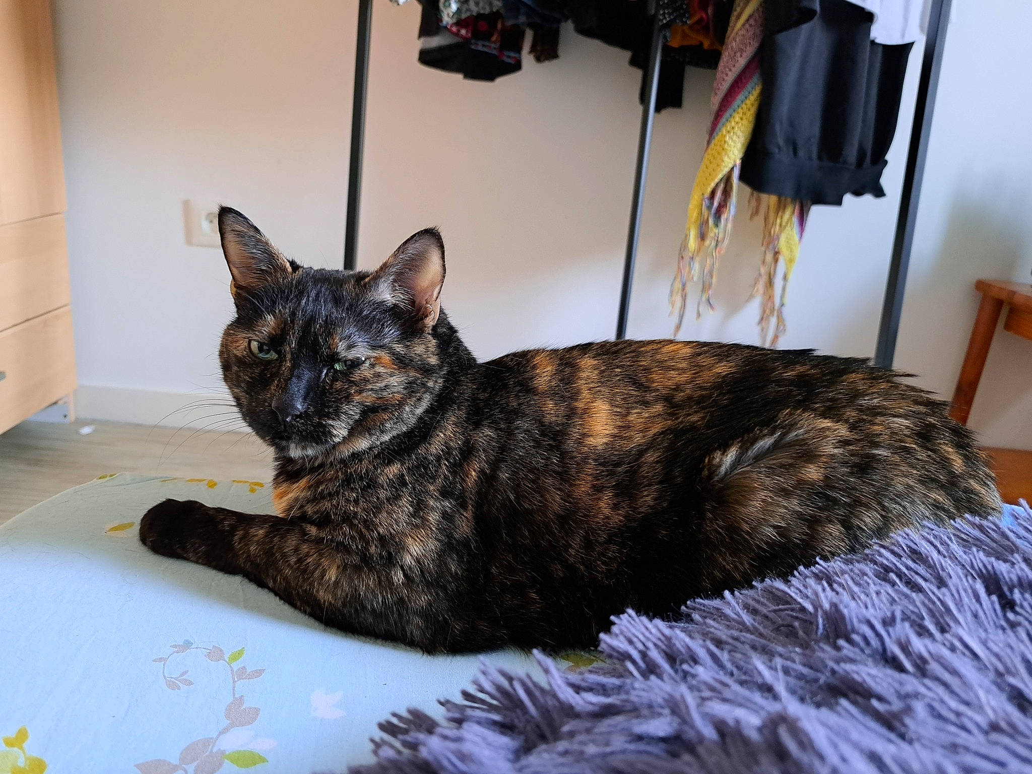 Canelle a rejoint le concours — aidez-le/la à gagner de superbes lots ! art, bed, carnivore, cat, cat_supply, claw, comfort, curtain, domestic_short_haired_cat, felidae, fur, houseplant, room, sitting, small_to_medium_sized_cats, snout, tail, terrestrial_animal, whiskers