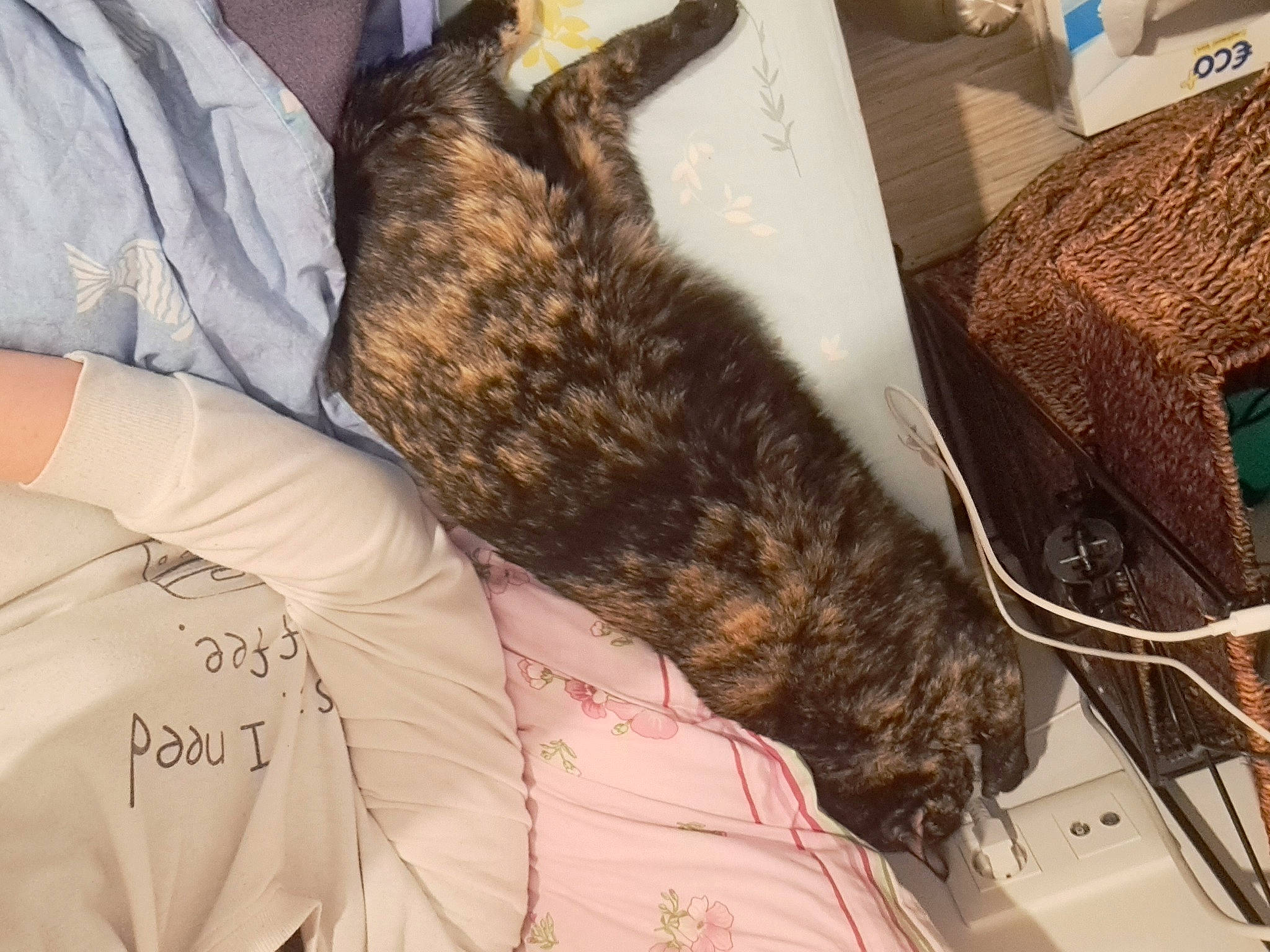 Canelle participe au concours pour gagner de l'argent avec cette photo : carnivore, cat, claw, comfort, domestic_short_haired_cat, felidae, fur, lap, nap, paw, small_to_medium_sized_cats, tail, terrestrial_animal, textile, whiskers