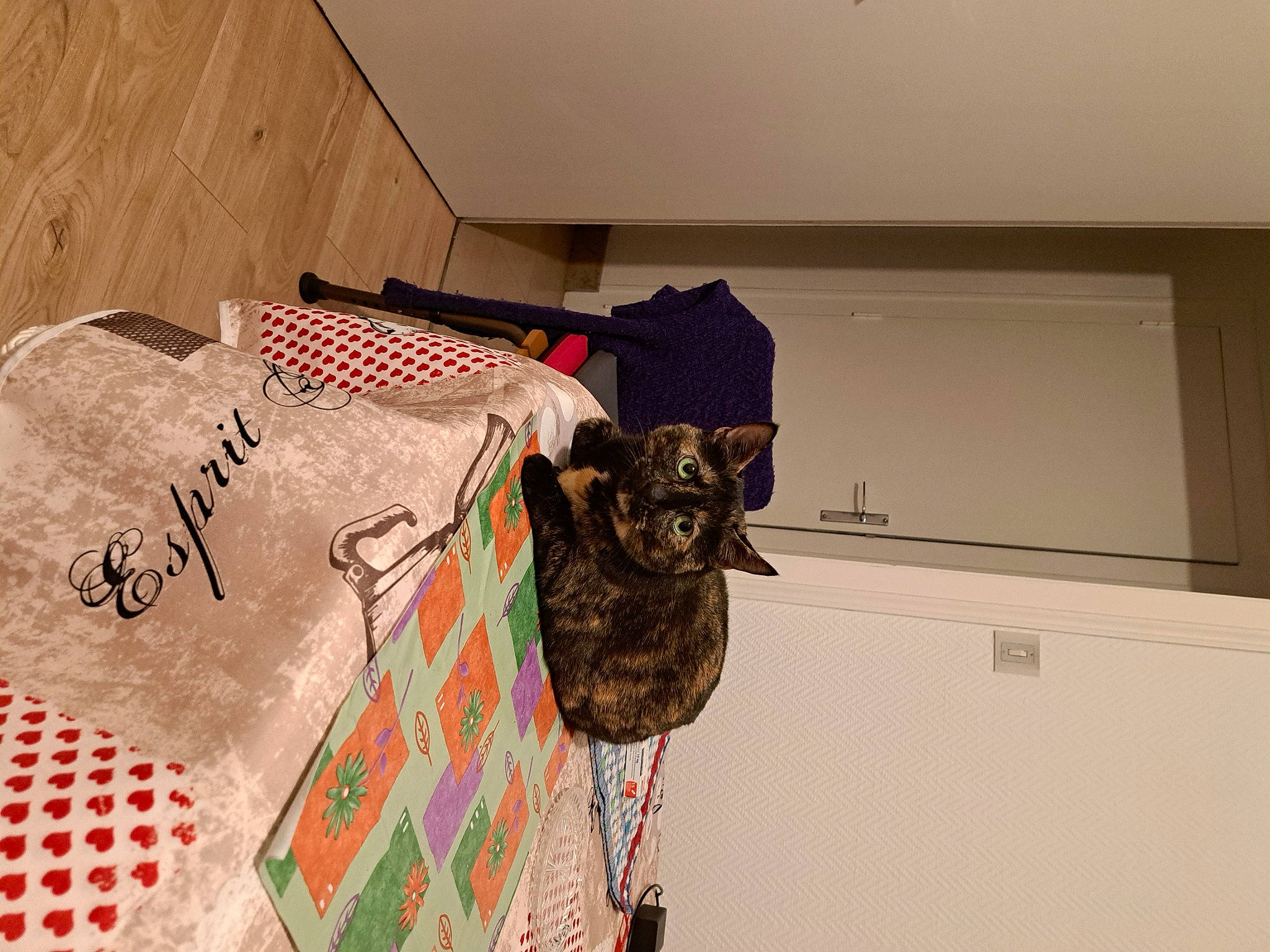 Canelle participe au concours pour gagner de l'argent avec cette photo : bag, carnivore, dog_breed, fawn, felidae, floor, flooring, fur, handwriting, house, linens, luggage_and_bags, pattern, room, small_to_medium_sized_cats, sporting_group, tail, visual_arts, whiskers, wood