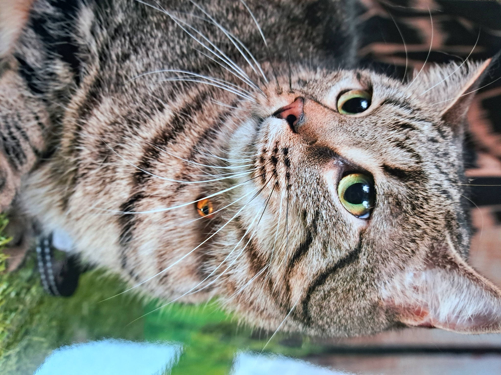 Bagheera a rejoint le concours — aidez-le/la à gagner de superbes lots ! bobcat, carnivore, cat, claw, domestic_short_haired_cat, fang, felidae, fur, grass, lynx, organism, paw, small_to_medium_sized_cats, snout, tail, terrestrial_animal, tree, water, whiskers, wildlife