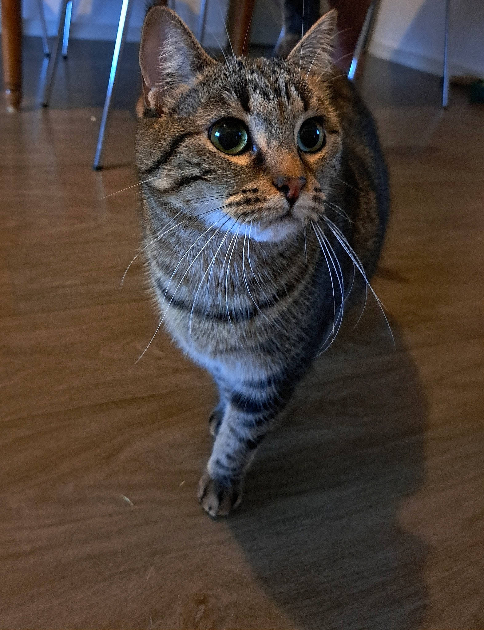 Bagheera a rejoint le concours — aidez-le/la à gagner de superbes lots ! carnivore, cat, domestic_short_haired_cat, felidae, flooring, fur, hardwood, laminate_flooring, paw, sitting, small_to_medium_sized_cats, snout, tail, terrestrial_animal, varnish, whiskers, window, wood, wood_flooring, wood_stain