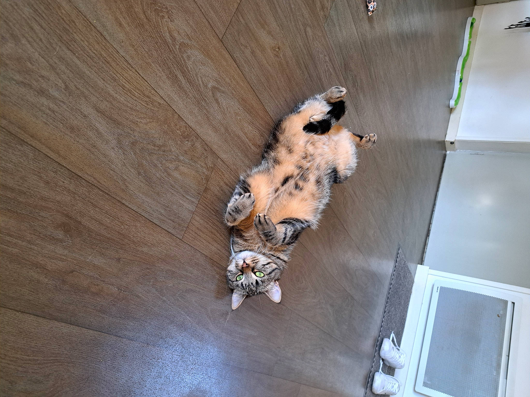 Bagheera participe au concours pour gagner de l'argent avec cette photo : carnivore, companion_dog, dog, dog_breed, fawn, felidae, floor, flooring, fur, hardwood, laminate_flooring, paw, plywood, small_to_medium_sized_cats, snout, sporting_group, tail, wood, wood_flooring, wood_stain