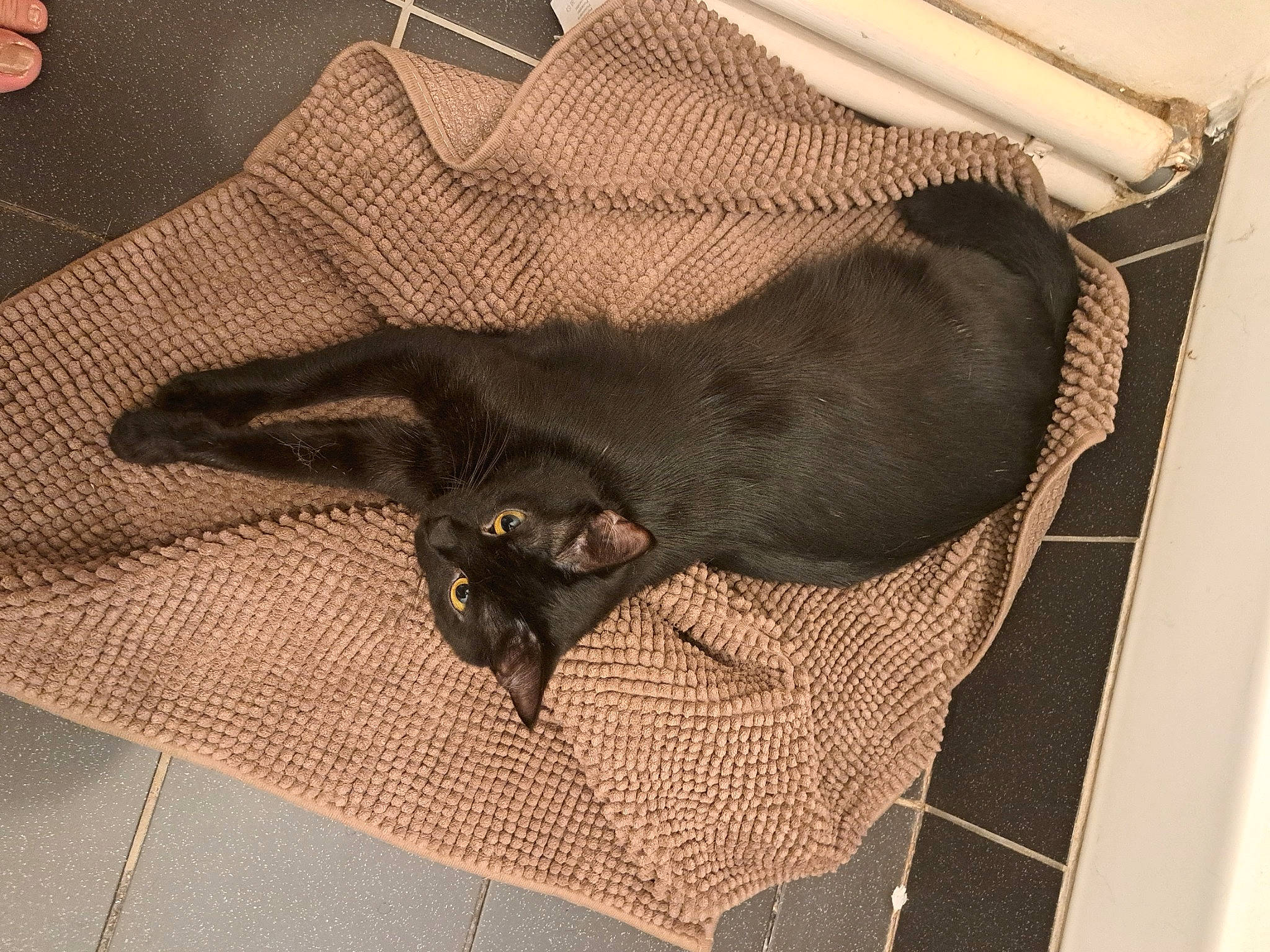 Moona a rejoint le concours — aidez-le/la à gagner de superbes lots ! black_cat, bombay, carnivore, cat, comfort, dog_breed, domestic_short_haired_cat, felidae, flooring, fur, grey, havana_brown, pattern, pet_supply, small_to_medium_sized_cats, tail, whiskers