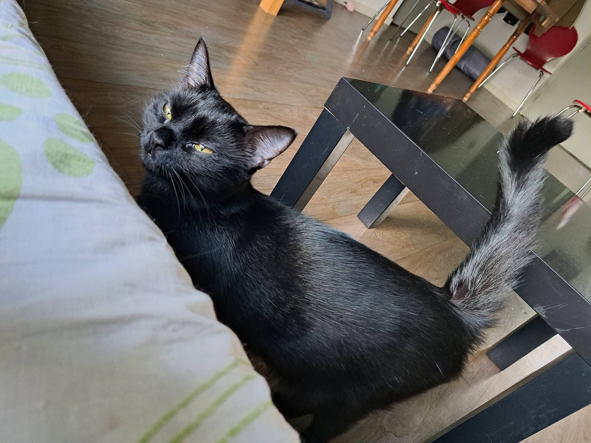 Moona participe au concours pour gagner de l'argent avec cette photo : black_cat, bombay, carnivore, cat, cat_supply, chair, claw, comfort, domestic_short_haired_cat, felidae, flooring, fur, grey, mammal, sitting, small_to_medium_sized_cats, snout, tail, terrestrial_animal, whiskers
