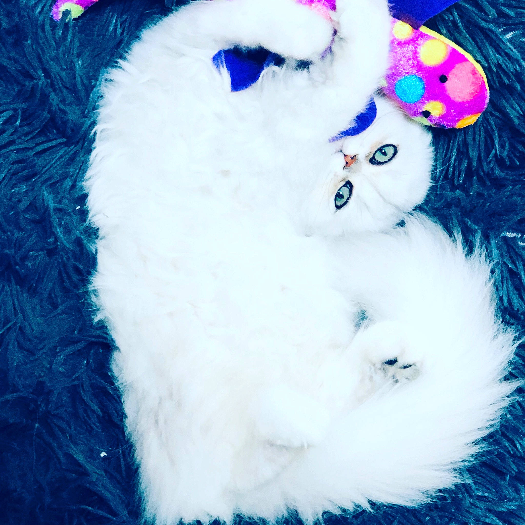 Sailormoon a rejoint le concours — aidez-le/la à gagner de superbes lots ! animal_product, blue, costume_accessory, costume_hat, electric_blue, event, fashion_accessory, feather, felidae, fur, hat, magenta, natural_material, plush, stuffed_toy, tail, toy, whiskers, winter, wool