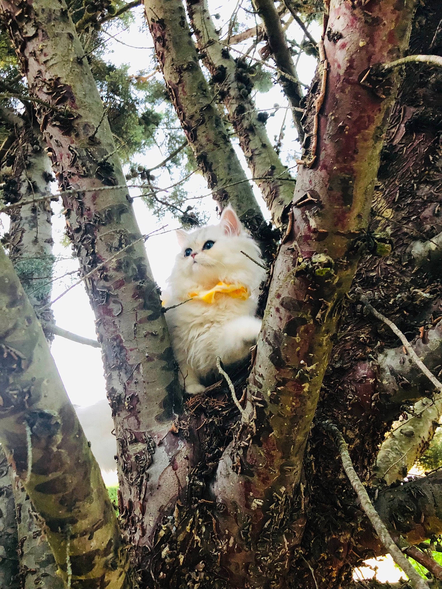 Sailormoon a rejoint le concours — aidez-le/la à gagner de superbes lots ! beak, biome, branch, deciduous, fawn, forest, fur, leaf, nature, nature_reserve, plant, spring, sunlight, tail, tree, trunk, twig, wildlife, wood, woodland