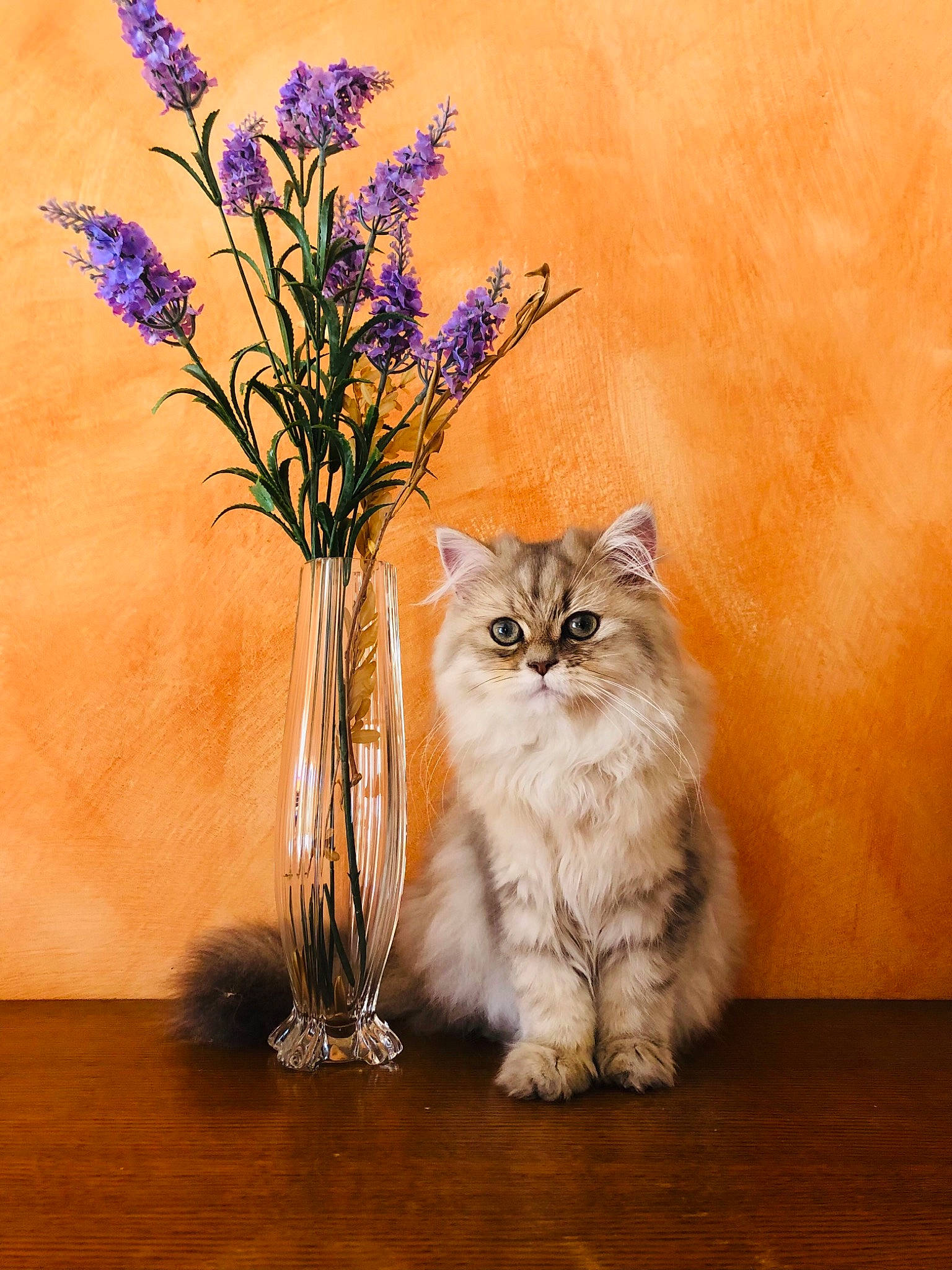 Sunny participe au concours pour gagner de l'argent avec cette photo : art, artificial_flower, bouquet, carnivore, cat, fawn, felidae, flower, flower_arranging, flowerpot, herbaceous_plant, iris, painting, petal, plant, small_to_medium_sized_cats, tail, vase, whiskers, wood