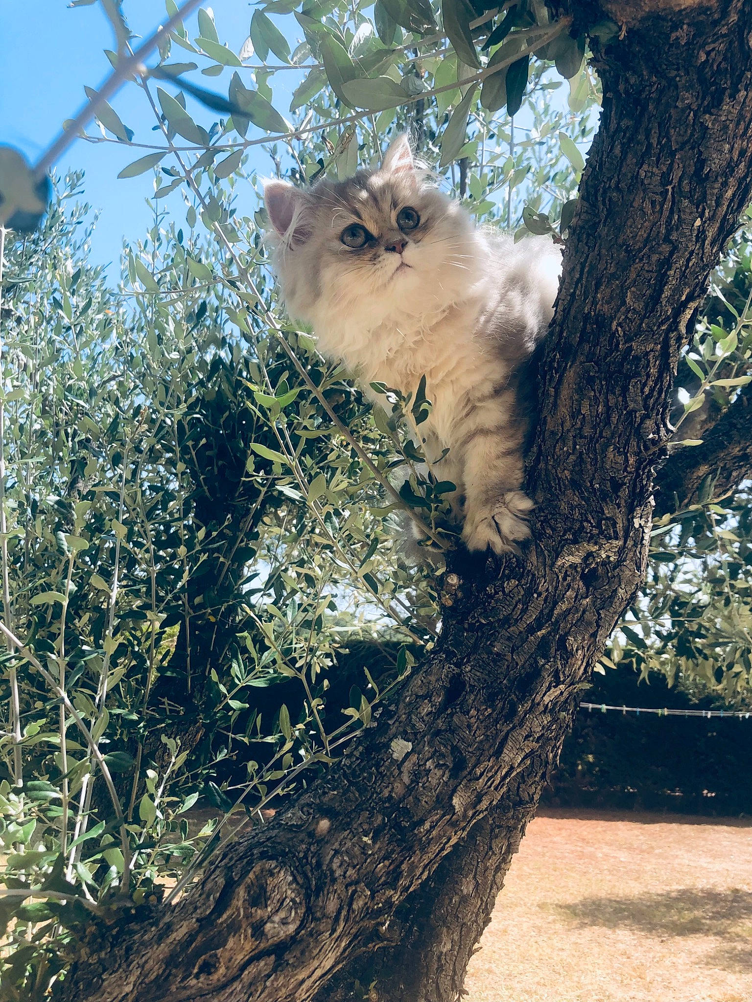 Sunny participe au concours pour gagner de l'argent avec cette photo : art, canidae, carnivore, fawn, felidae, fur, grass, marsupial, plant, rodent, sky, small_to_medium_sized_cats, tail, terrestrial_animal, tints_and_shades, tree, trunk, twig, whiskers, wood