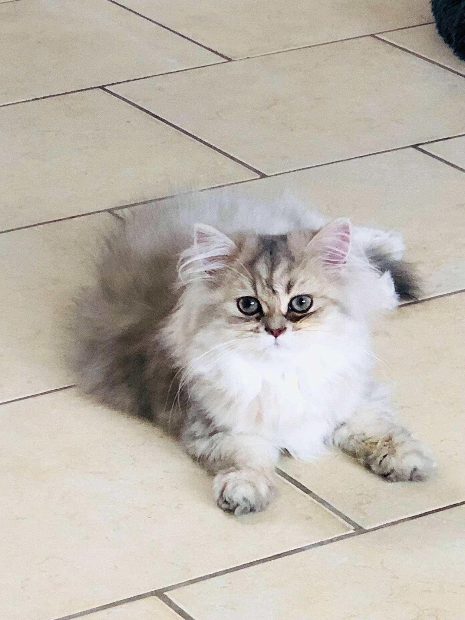 Sunny participe au concours pour gagner de l'argent avec cette photo : british_longhair, carnivore, cat, eye, fawn, felidae, floor, flooring, fur, grey, head, paw, ragdoll, road_surface, sitting, small_to_medium_sized_cats, snout, tail, terrestrial_animal, whiskers