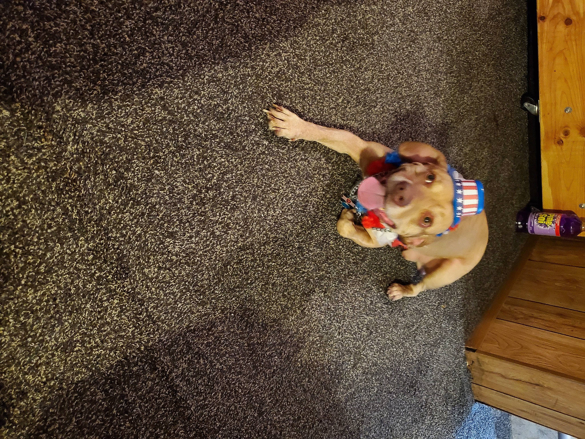 Kasper is registered to the contest to win money with this photo: asphalt, canidae, carnivore, companion_dog, concrete, dog, dog_breed, fawn, floor, flooring, grass, hardwood, human_leg, leisure, recreation, road_surface, sporting_group, tail, tints_and_shades, wood