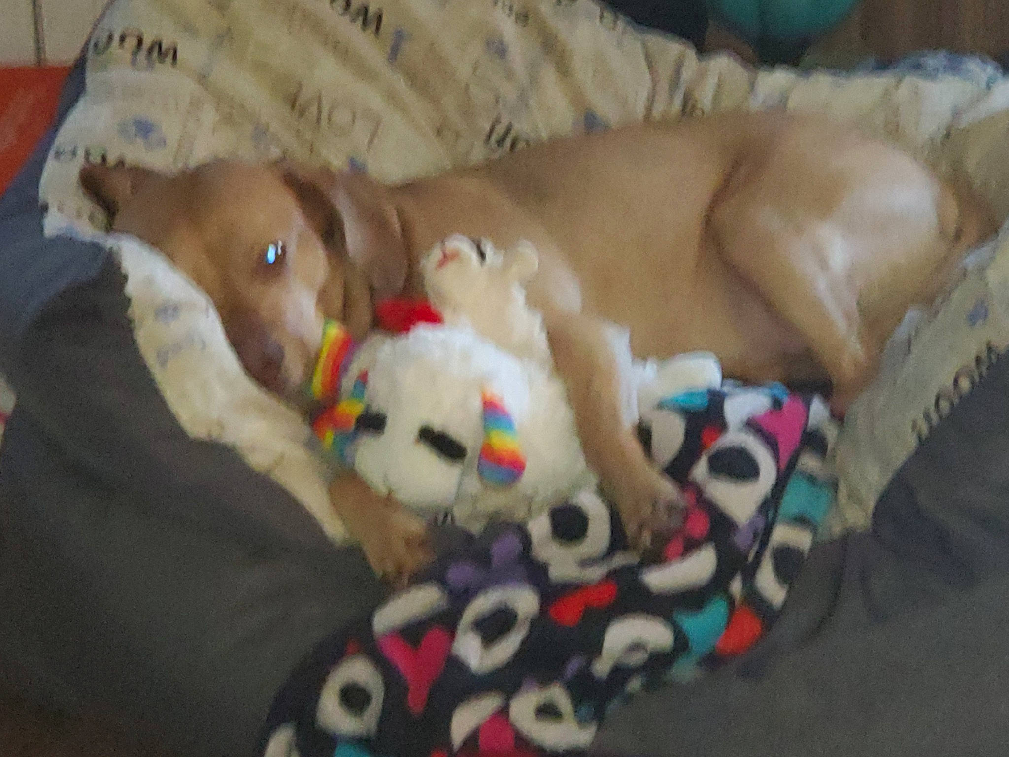 Kasper is registered to the contest to win money with this photo: art, baby_toys, bed_sheet, canidae, comfort, companion_dog, creative_arts, dog_breed, fawn, fur, linens, pattern, plush, room, sporting_group, stuffed_toy, teddy_bear, terrestrial_animal, toy, wood