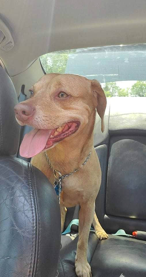 Kasper joined the competition — help win amazing prizes! automotive_mirror, carnivore, collar, companion_dog, dog, dog_breed, dog_collar, fawn, gun_dog, jaw, liver, pointing_breed, retriever, snout, sporting_group, vehicle_door, whiskers, windshield, working_animal, wrinkle