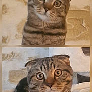 Arthus a rejoint le concours — aidez-le/la à gagner de superbes lots ! animal, background, cat, closeup, cozy, curious, cute, feline, folded_ears, fur, indoor, pet, portrait, resting, scottish_fold, soft_lighting, striped_fur, tabby, whiskers, wide_eyes