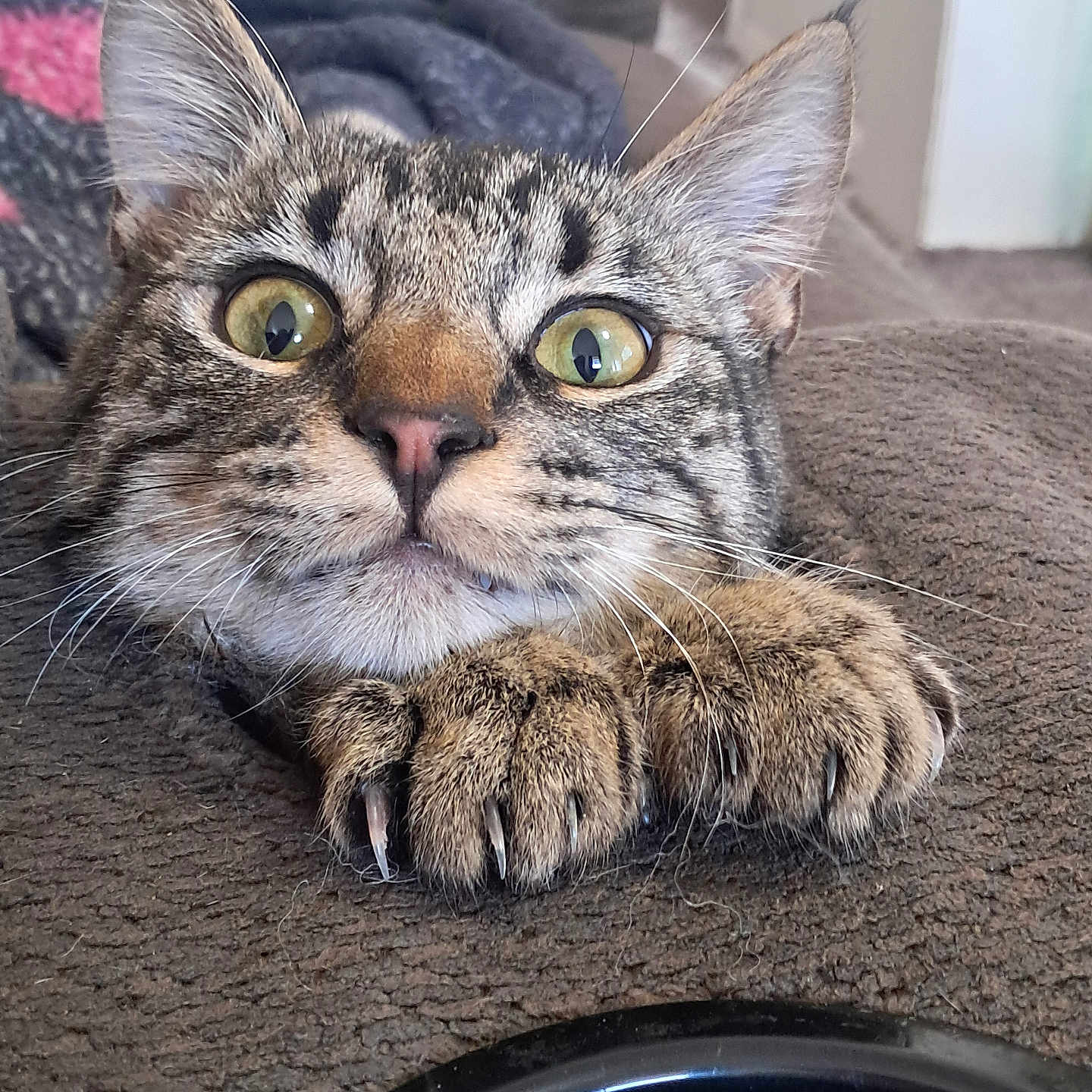 Ozzie Clawzbourne joined the competition — help win amazing prizes! abyssinian, alloywheel, animal, armchair, car, carwheel, cat, chair, claw, computerhardware, couch, electronics, furniture, hardware, hook, kitten, machine, manx, pet, wheel
