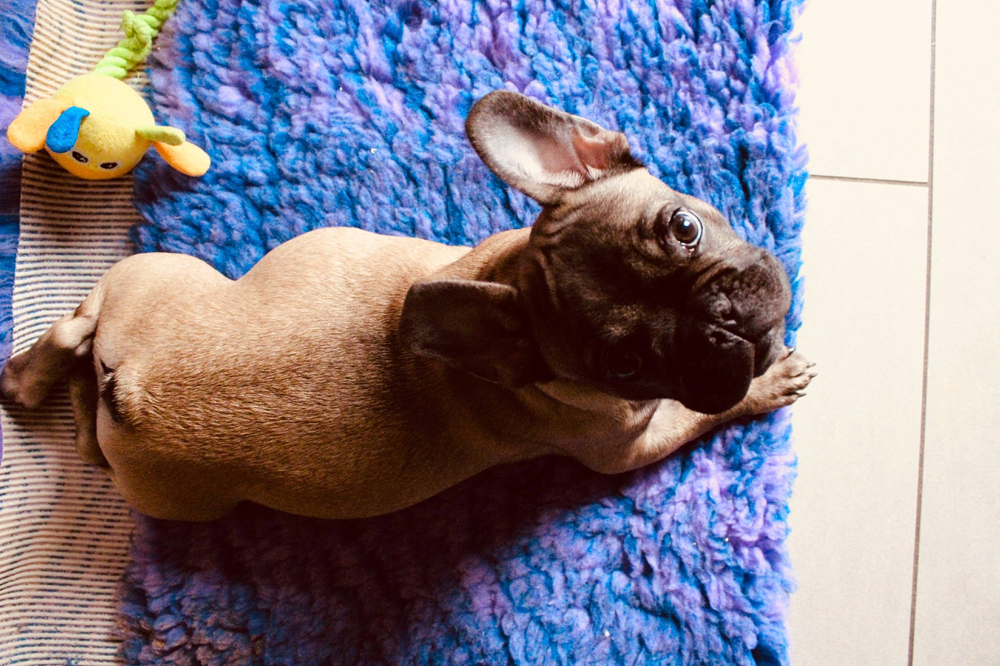 Paz participe au concours pour gagner de l'argent avec cette photo : bulldog, canidae, carnivore, companion_dog, dog, dog_breed, fawn, french_bulldog, mammal, non_sporting_group, puppy, snout, sporting_group, toy_bulldog