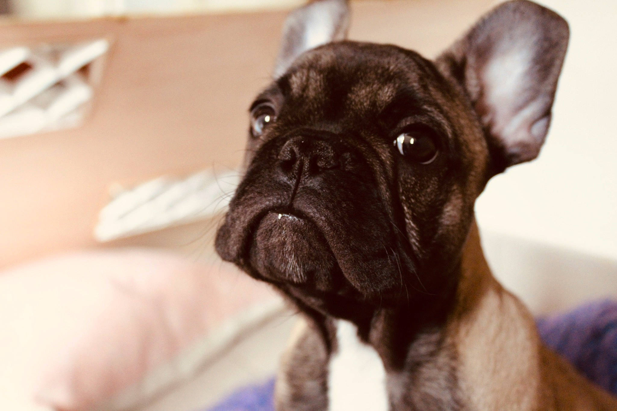 Paz participe au concours pour gagner de l'argent avec cette photo : bulldog, canidae, carnivore, companion_dog, dog, dog_breed, ear, eye, fawn, french_bulldog, mammal, molosser, non_sporting_group, nose, puppy, rare_breed_dog, skin, snout, toy_bulldog, vertebrate