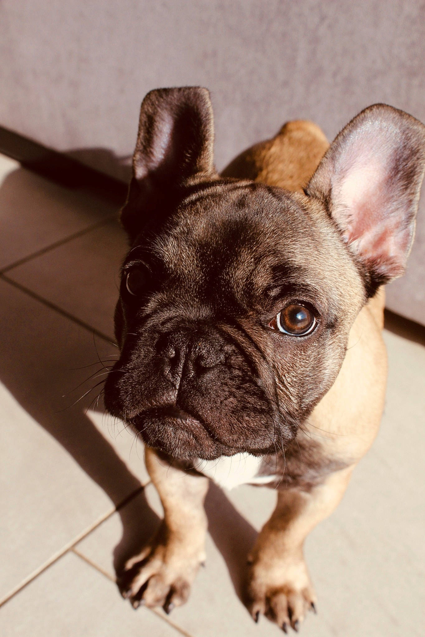 Paz participe au concours pour gagner de l'argent avec cette photo : bulldog, canidae, carnivore, companion_dog, dog, dog_breed, ear, eye, fawn, french_bulldog, mammal, non_sporting_group, nose, puppy, rare_breed_dog, skin, snout, sporting_group, toy_bulldog, vertebrate
