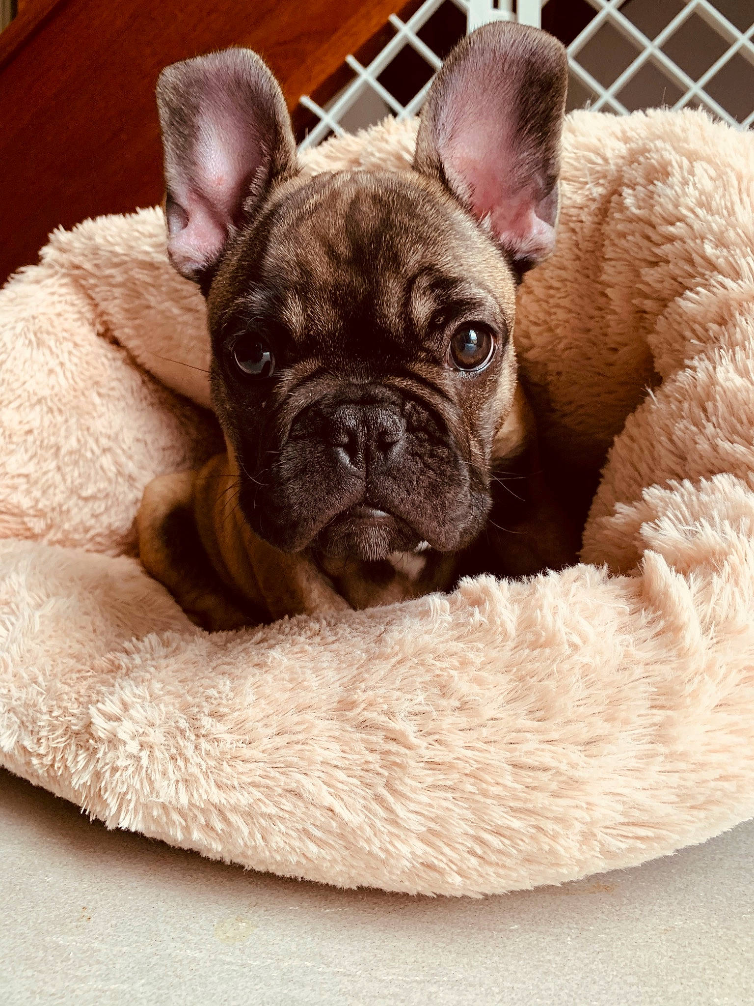 Paz a rejoint le concours — aidez-le/la à gagner de superbes lots ! bulldog, canidae, carnivore, companion_dog, dog, dog_bed, dog_breed, ear, fawn, french_bulldog, mammal, molosser, non_sporting_group, old_english_bulldog, puppy, rare_breed_dog, skin, snout, toy_bulldog, vertebrate