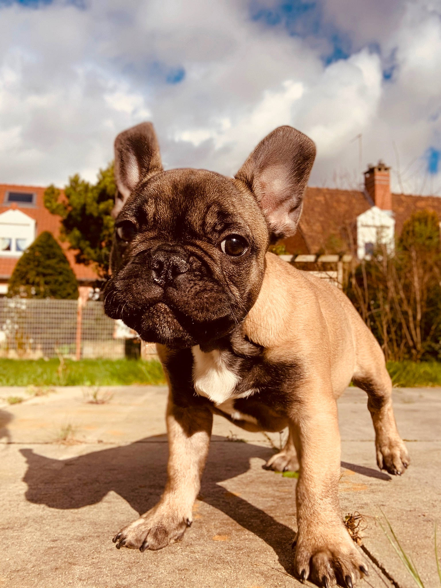 Paz a rejoint le concours — aidez-le/la à gagner de superbes lots ! bulldog, canidae, carnivore, companion_dog, dog, dog_breed, fawn, french_bulldog, grass, mammal, molosser, non_sporting_group, puppy, rare_breed_dog, snout, toy_bulldog, vertebrate