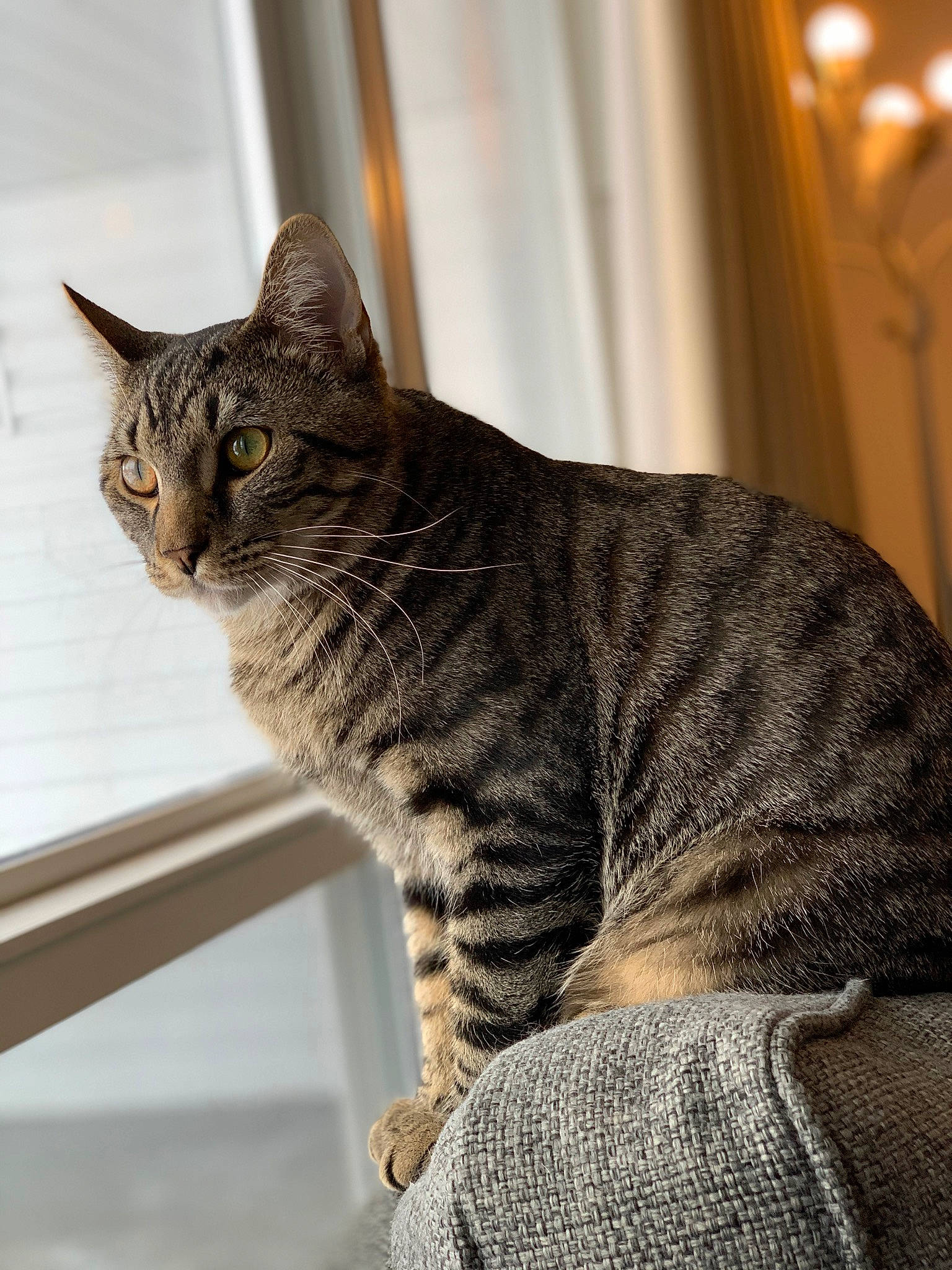 Beast is registered to the contest to win money with this photo: carnivore, cat, domestic_short_haired_cat, felidae, fur, grey, sitting, small_to_medium_sized_cats, snout, tail, terrestrial_animal, tree, whiskers, window