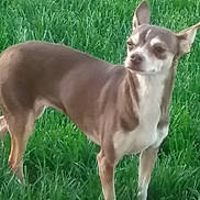 Bella Rose joined the competition — help win amazing prizes! carnivoran, chihuahua, companion_dog, dog, dog_breed, dog_like_mammal, fawn, grass, snout