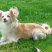 Shelby Grace joined the competition — help win amazing prizes! carnivoran, cavachon, companion_dog, dog, dog_breed, dog_breed_group, dog_like_mammal, grass, havanese, kromfohrlander, sporting_lucas_terrier, terrier