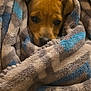 dog, puppy, blanket, cozy, wrapped, brown_fur, ears, eyes, nose, fur, pet, indoors, soft_texture, snuggling, portrait, close_up, bedding, warm, peeking, resting