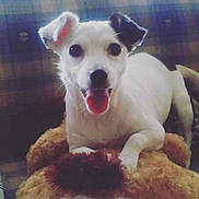 Sophia Mae is registered to the contest to win money with this photo: companion_dog, dog, dog_breed, dog_breed_group, dog_like_mammal, jack_russell_terrier, miniature_fox_terrier, russell_terrier, snout