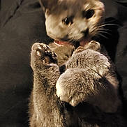 Twix is registered to the contest to win money with this photo: bed, blanket, blurry, cat, close_up, collar, cute, feline, fur, grey_cat, indoor, low_light, lying_on_back, paw_pads, paws, pet, playful, portrait, tongue, whiskers