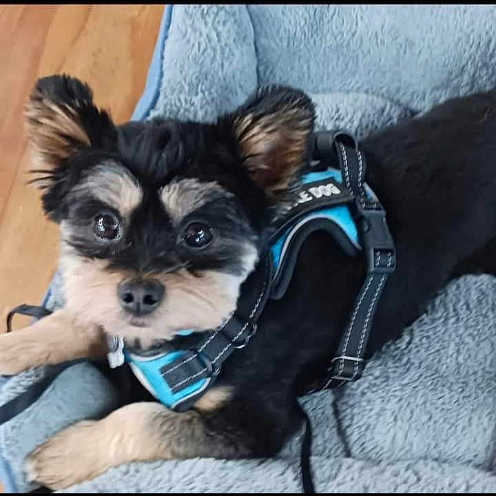 Reily joined the competition — help win amazing prizes! accessories, animal, bag, canine, chihuahua, cockerspaniel, cushion, doctor, dog, electronics, handbag, homedecor, indoors, interiordesign, papillon, person, pet, puppy, sunglasses, terrier