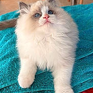 Azur a rejoint le concours — aidez-le/la à gagner de superbes lots ! cat, kitten, ragdoll, blue_eyes, fluffy, fur, pet, indoor, towel, curious, animal, cute, whiskers, pink_nose, paw, relaxed, soft, feline, domestic_cat, closeup