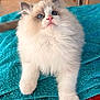 cat, kitten, ragdoll, blue_eyes, fluffy, fur, pet, indoor, towel, curious, animal, cute, whiskers, pink_nose, paw, relaxed, soft, feline, domestic_cat, closeup