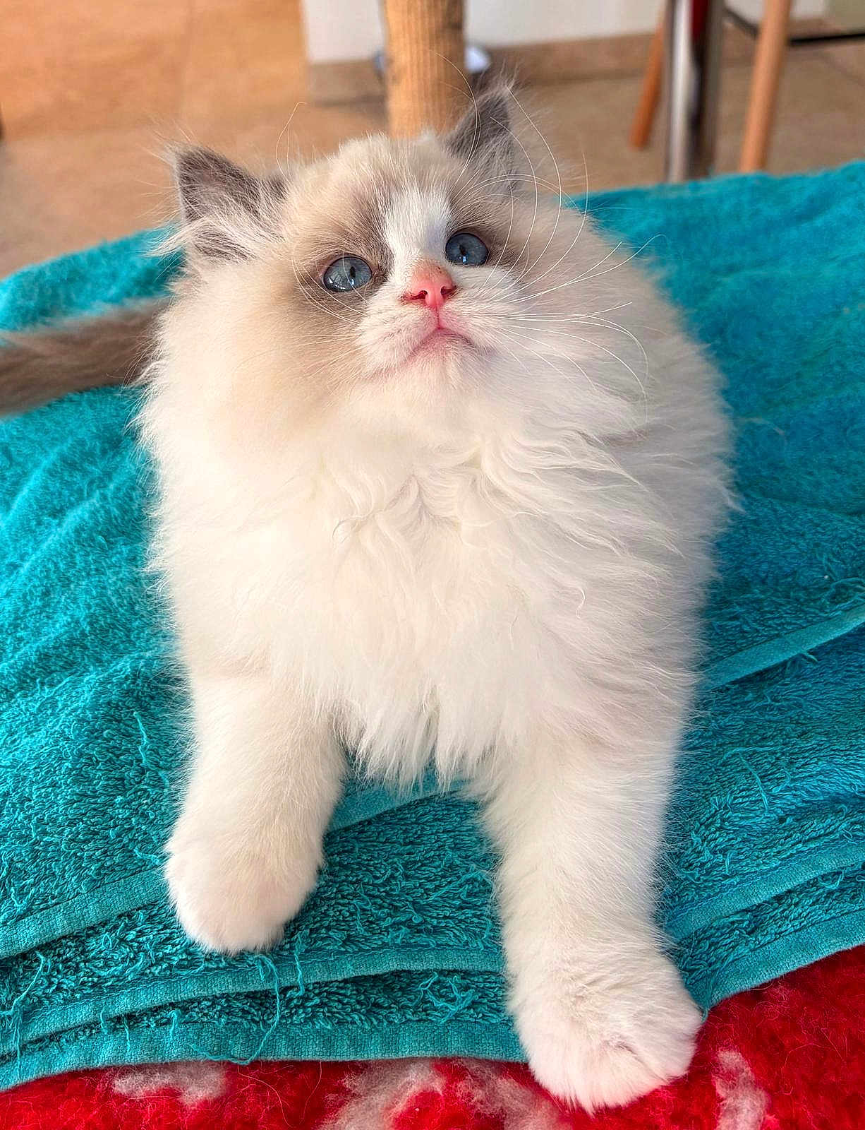 Azur a rejoint le concours — aidez-le/la à gagner de superbes lots ! cat, kitten, ragdoll, blue_eyes, fluffy, fur, pet, indoor, towel, curious, animal, cute, whiskers, pink_nose, paw, relaxed, soft, feline, domestic_cat, closeup