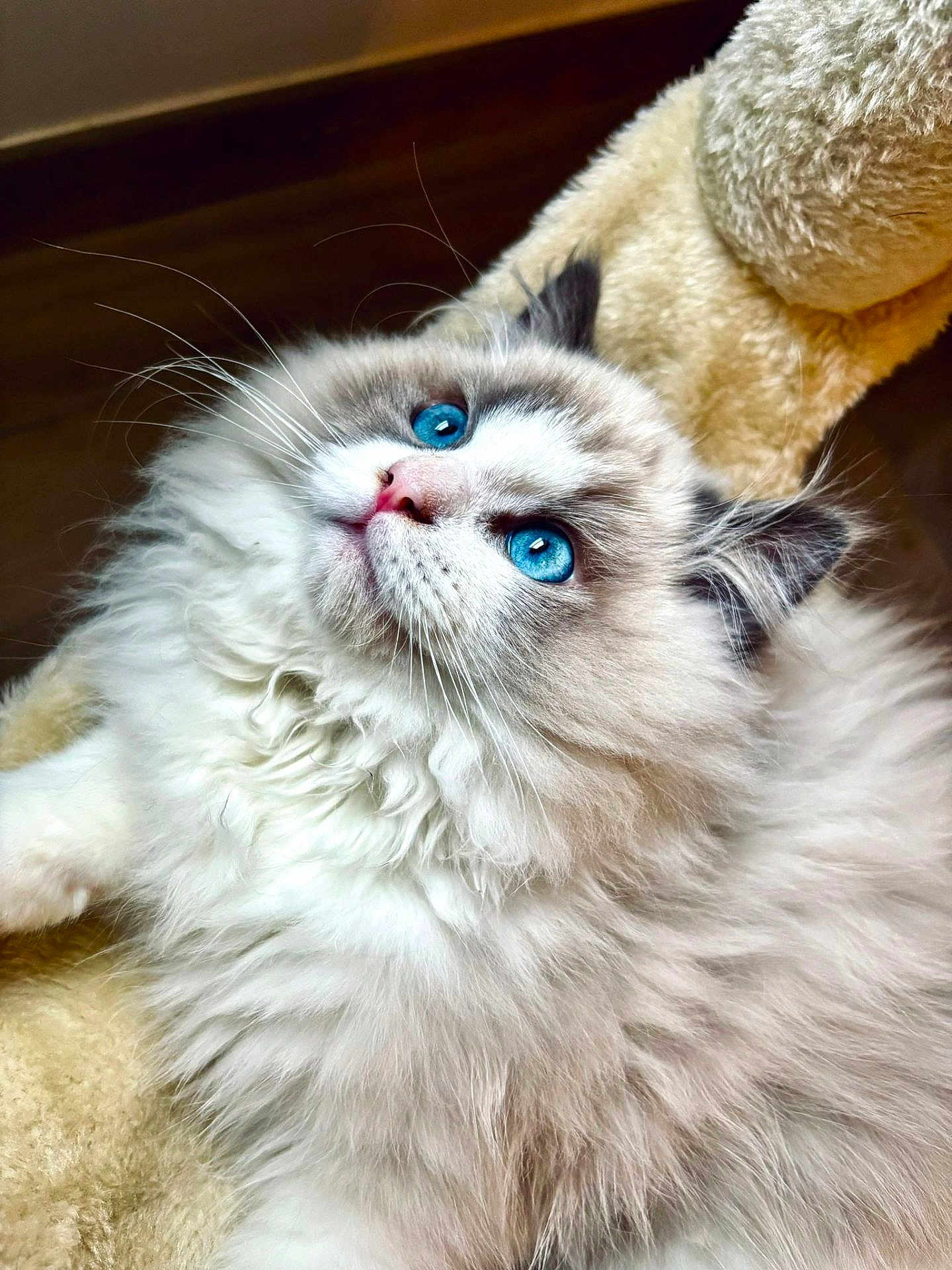 Azù participe au concours pour gagner de l'argent avec cette photo : cat, fluffy, blue_eyes, pet, indoor, close_up, fur, whiskers, cute, animal, mammal, soft, relaxed, looking_up, domestic_cat, feline, cozy, comfort, portrait, whisker