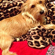 Roscoe is registered to the contest to win money with this photo: